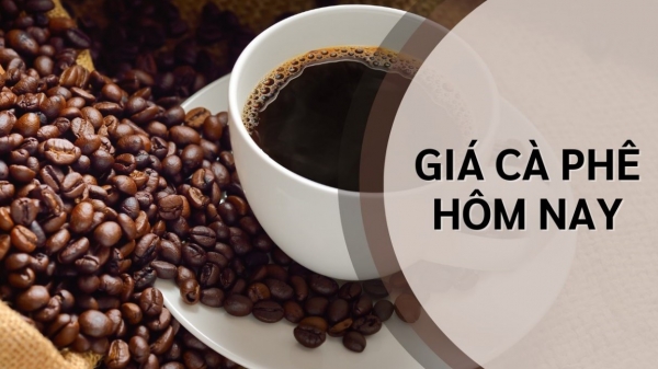 Giá cà phê hôm nay 8/10: Trong nước và thế giới đồng loạt giảm