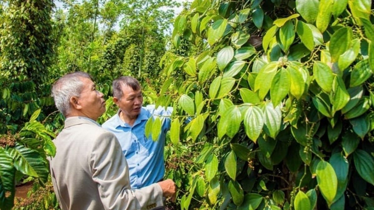 Giá tiêu hôm nay 29/7/2026: Lâm Đồng lên 142.000 đồng/kg, cao nhất cả nước