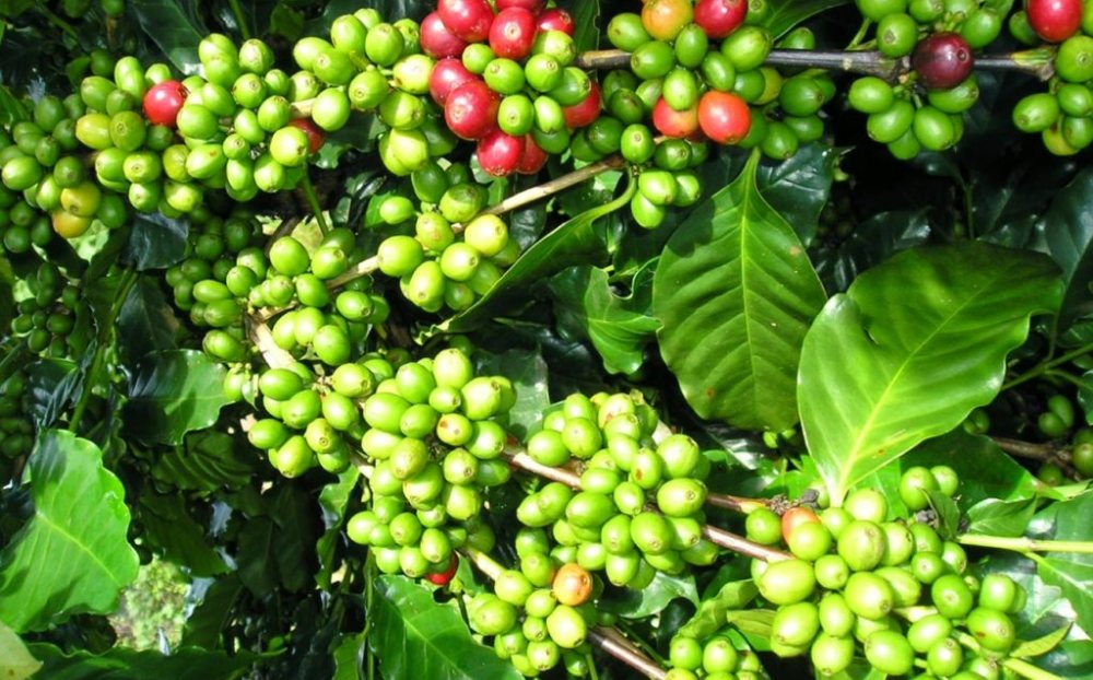 Giá tiêu hôm nay 30/5/2025: Quay đầu giảm