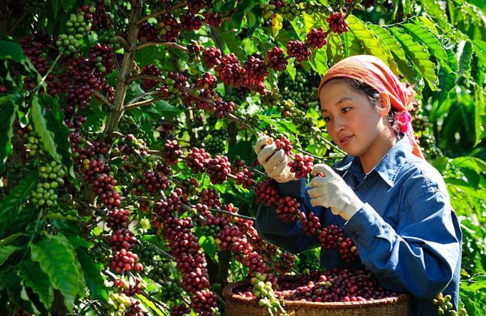 Giá cà phê hôm nay 16/3: Giá cà phê trong nước quay đầu giảm 'chóng mặt'