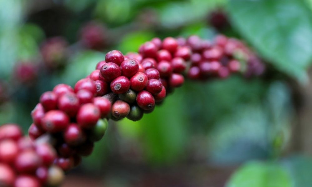 Giá cà phê hôm nay 27/5/2025: Cao nhất 122,500 đồng/kg