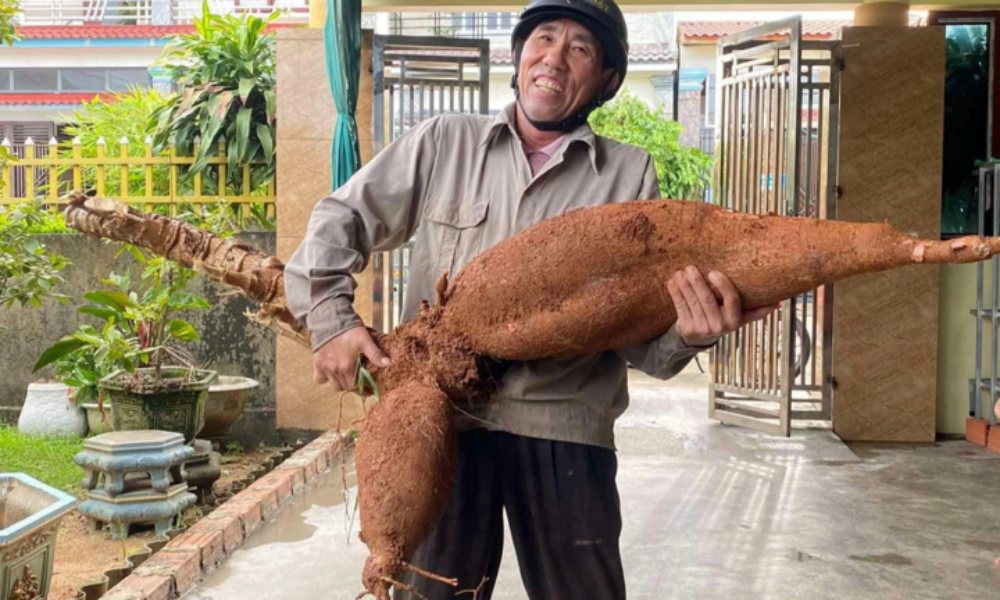 Hà Tĩnh: Lão nông đào được củ sắn nặng 25kg, dài 1m