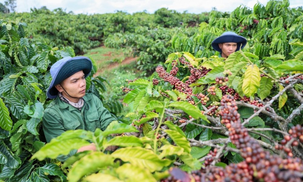 Giá cà phê hôm nay 12/10/2024 Tiếp tục tăng