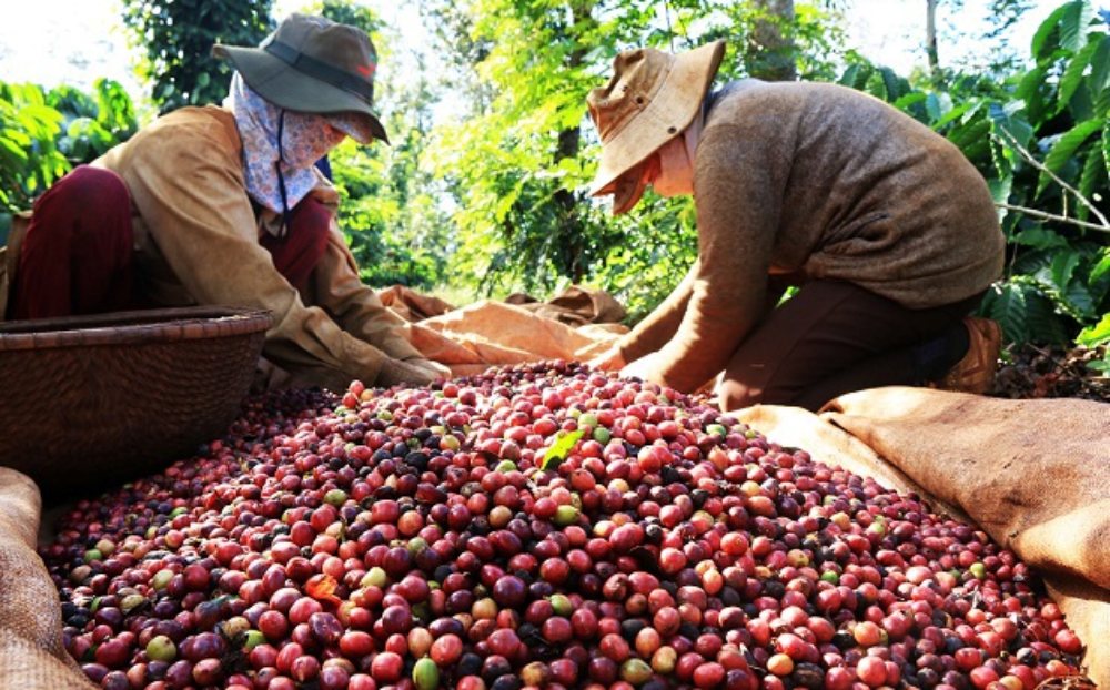 Giá cà phê hôm nay 2/6: Thị trường ổn định