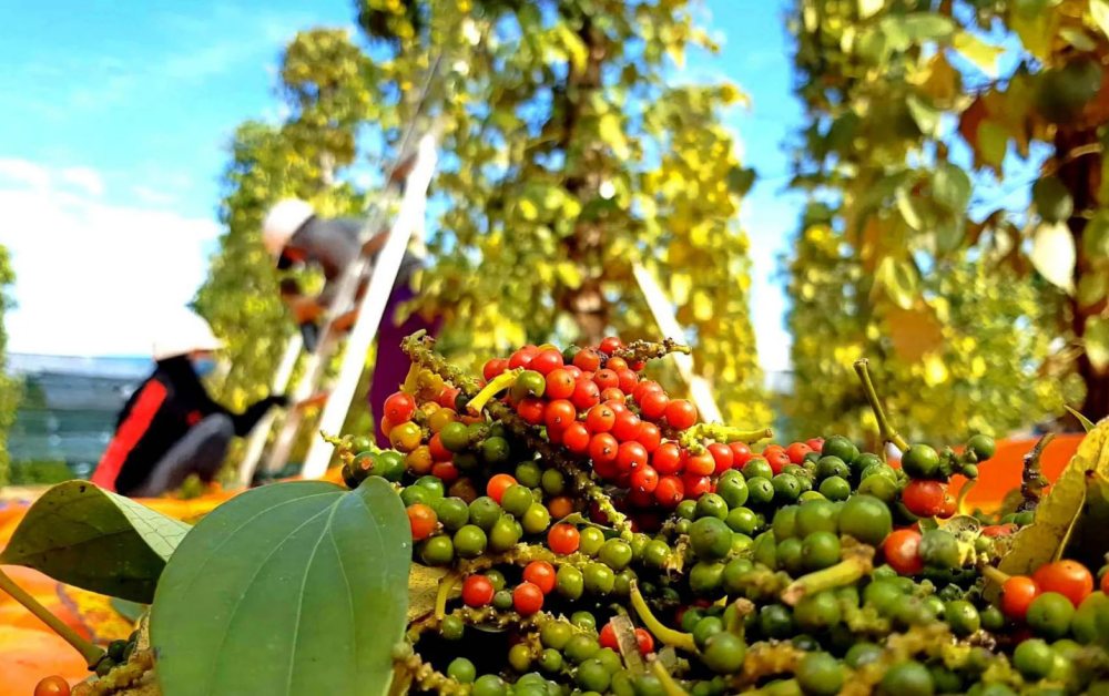Giá tiêu hôm nay ngày 20/4/2025: Duy trì ổn định