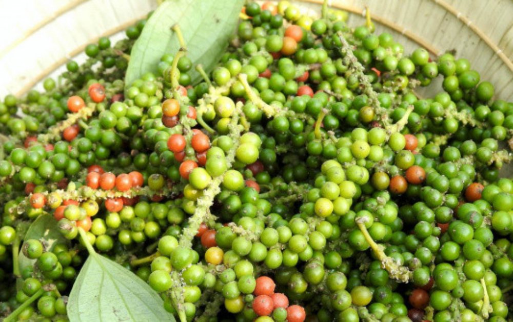 Giá tiêu hôm nay 6/6: Giảm mạnh