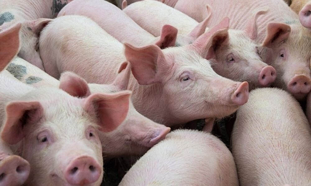 Giá heo hơi hôm nay 25/5/2025: Dao động từ 67.000 – 75.000 đồng/kg