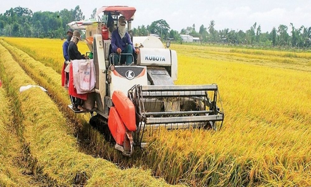 Giá lúa gạo hôm nay ngày 26/5/2025: Không có biến động