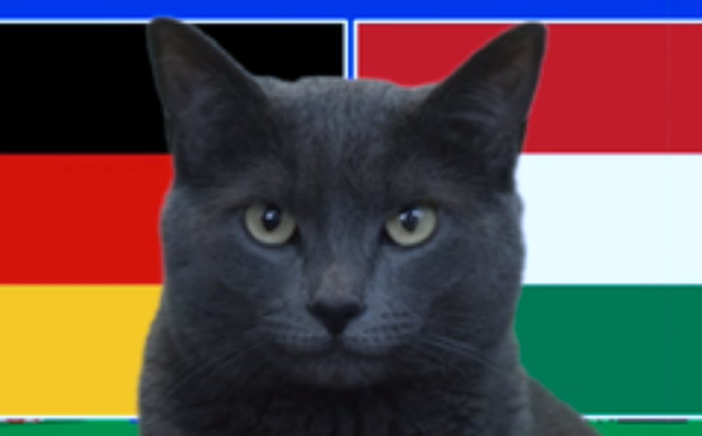 Mèo tiên tri dự đoán kết quả trận Đức vs Hungary: Sớm qua vòng bảng?