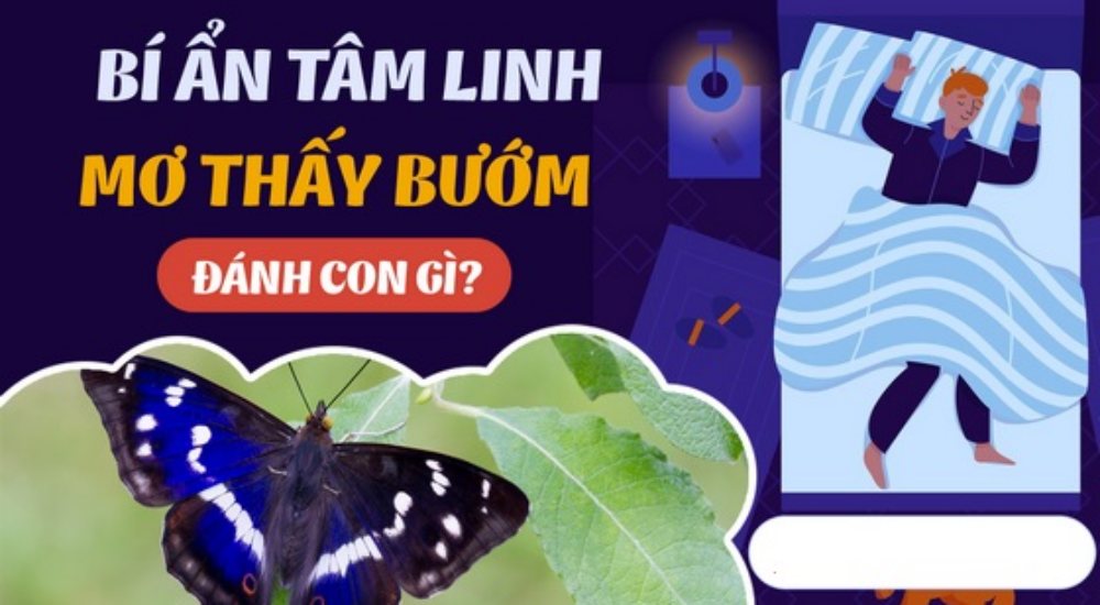 Mơ thấy bướm đánh con gì? Chiêm bao thấy con bướm có may mắn?