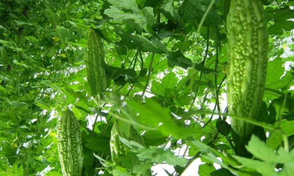 Tháng 6 trồng rau gì ở miền Nam?