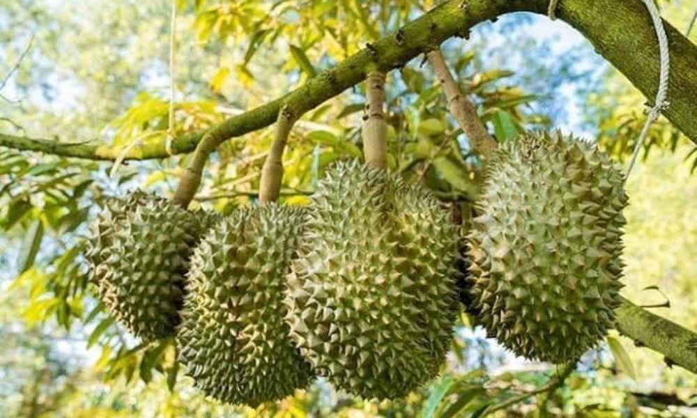 Giá sầu riêng hôm nay 25/5/2025: Không biến động nhiều