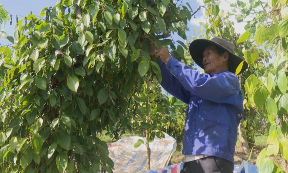 Giá tiêu hôm nay 27/5/2025: Ổn định so với hôm qua